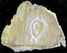Agatized Fossil Coral Geode - Florida #22431-1